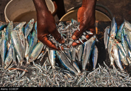 CC802P Fresh Sardines, Zanzibar, Tanzania