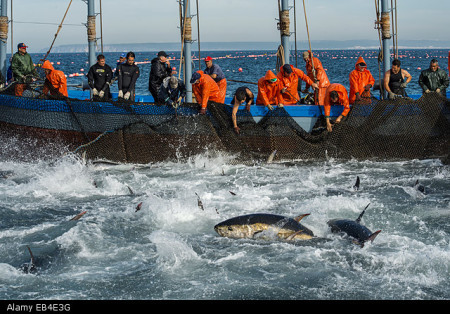 Spanish fishermen haul in tuna that they have trapped in a maze of nets.